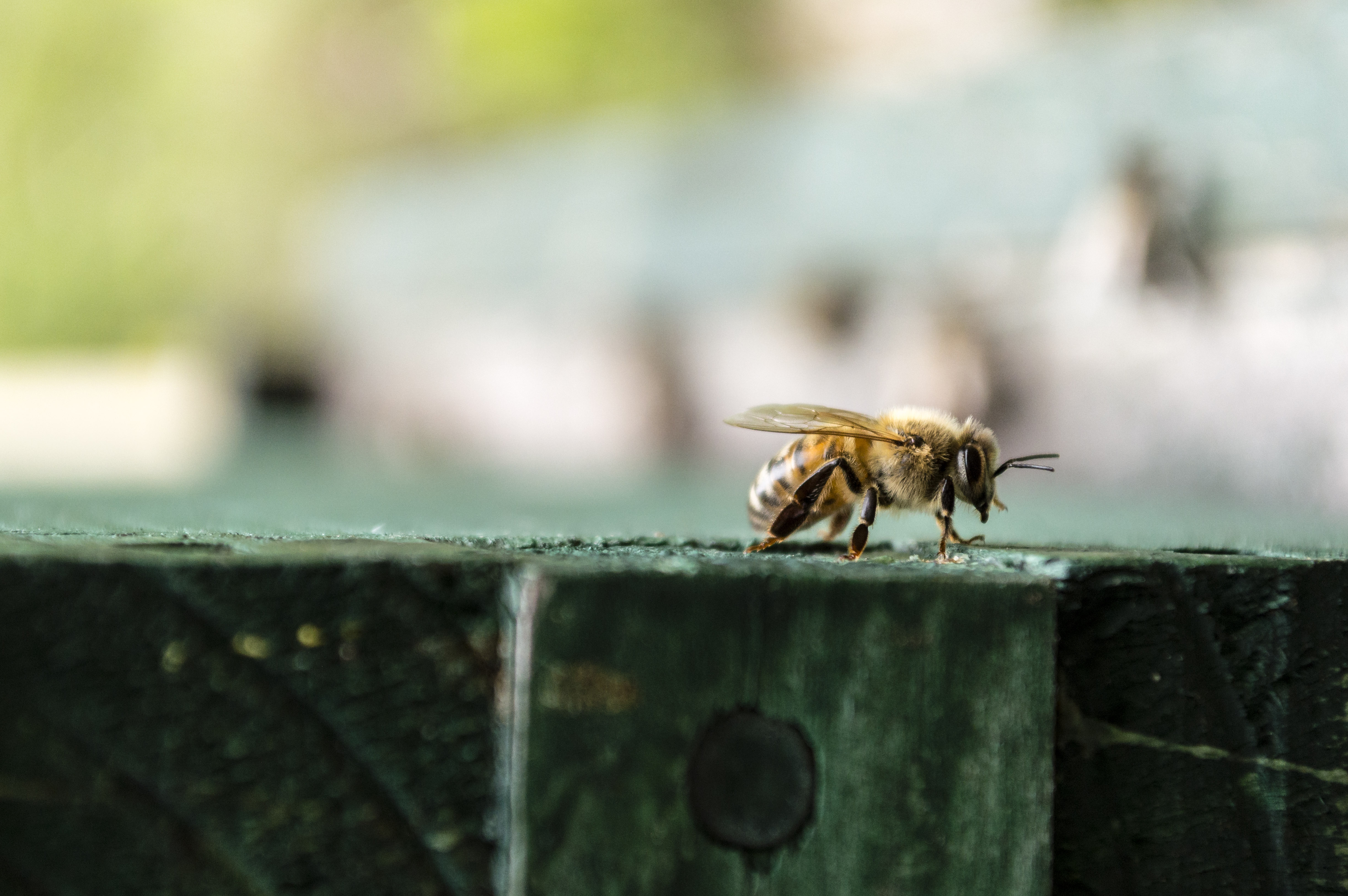 Russian Bees Russian Honeybee Breeders 83
