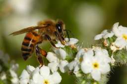 Russian Bee Mating