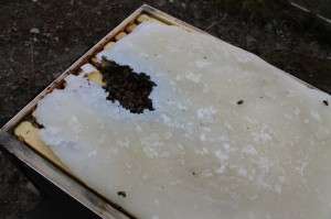 bees_eating_candyboard