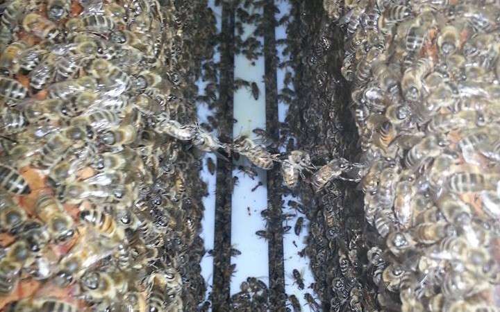 Summer Farm Internship:  Sustainability Begins with Bees