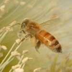 Russian Bee Pests and Attacks