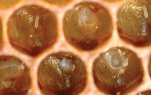 Image Young Honey Bee Larvae for Breeding Queen Bees