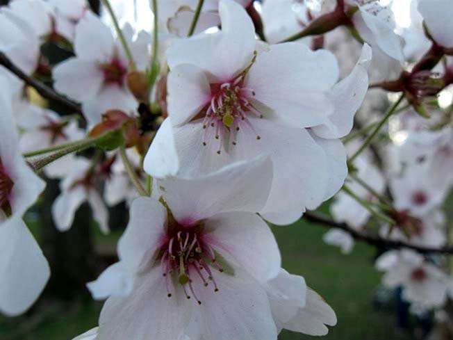 Best Orchard Pollinator