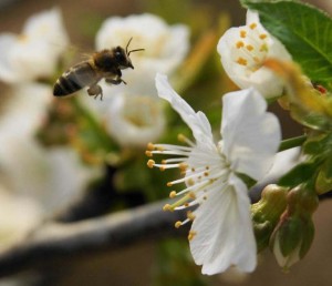 Pollinator Plants