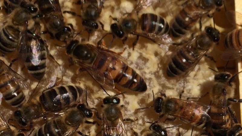 Filipino Beekeeper Raises Russian Queens
