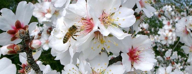  Best Orchard Pollinator