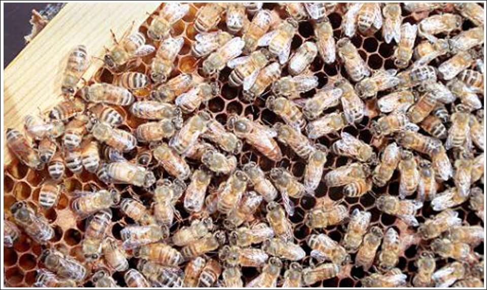 Summer Farm Internship:  Sustainability Begins with Bees