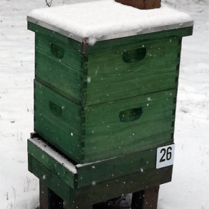 Winter Hive