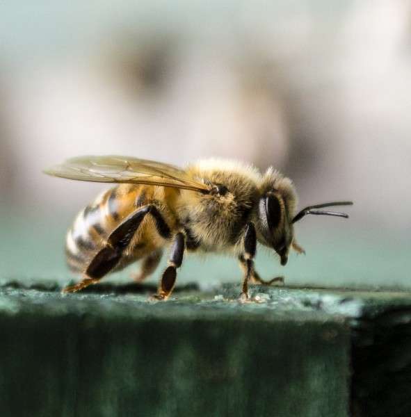 Cedar Beehives Russian Bees