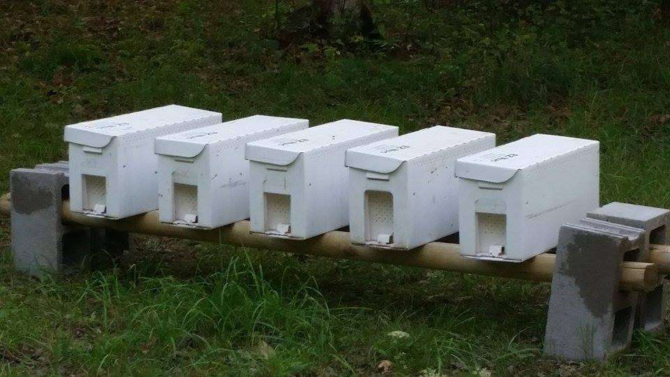 Order Russian Nucleus Colonies Sweet Mountain Farm