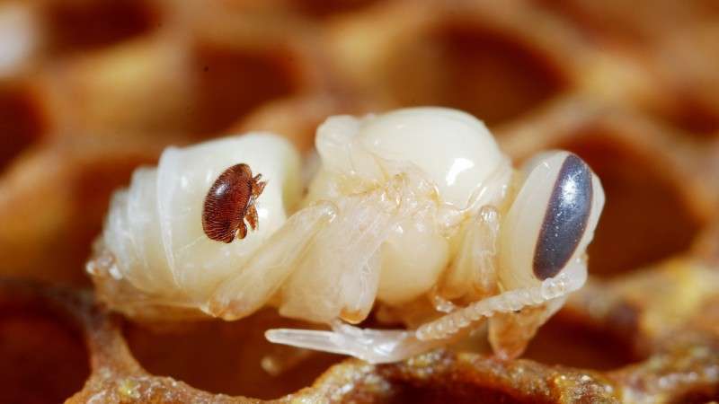 World Authority Identifies Varroa Resistant Bees