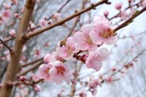 peach_blossoms_and_a_bee