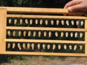 Queen Cells on Grafting Frame