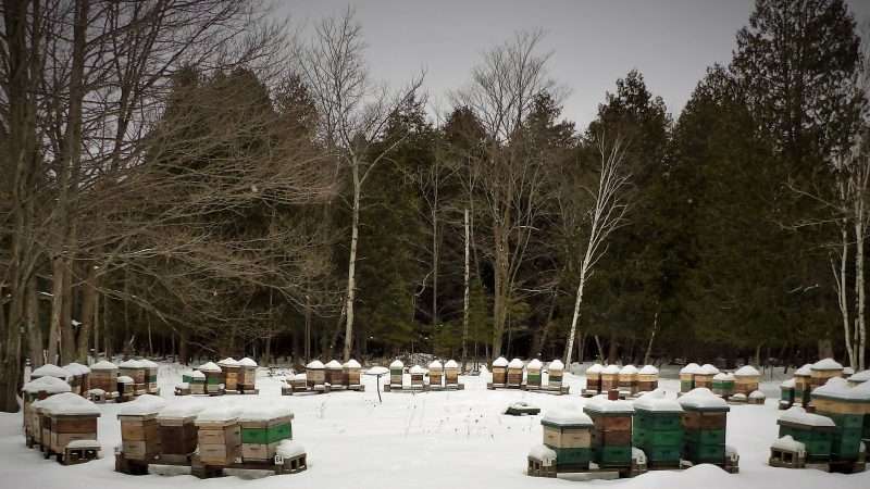 Cold Temperature and Honey Bees