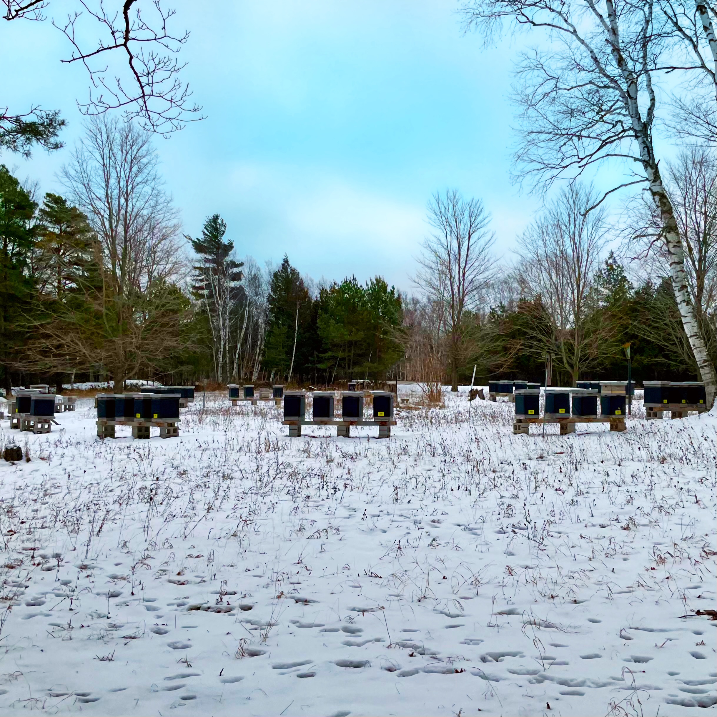Russian Bee Late Season Management at Sweet Mountain Farm